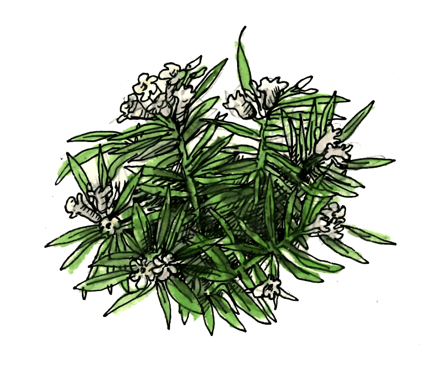 Nerium Oleander illustration