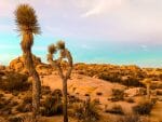 Sun set at Joshua Tree National Park.