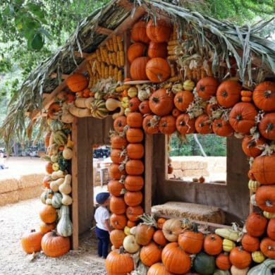 A decorative, life-sized house made of pumpkins.